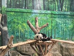 -灵玲国际马戏城