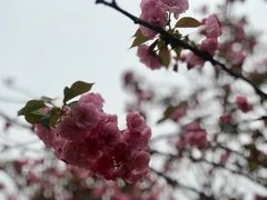 -天适樱花悠乐园