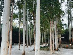-桉树林A coffee 森林餐厅(三圣乡店)