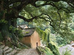 -杨家堂村
