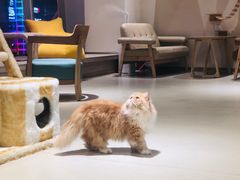 -藏猫猫咖啡主题馆(中央大道店)