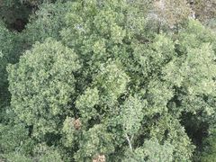 -九龙江国家森林公园