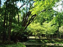 -上海共青森林公园