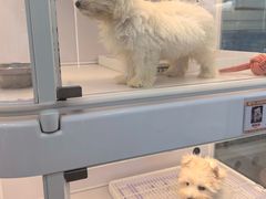 -翊宠yipet猫狗购宠庄园犬舍•猫舍