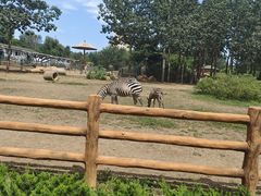 -大连森林动物园