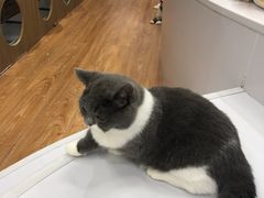 -COLOR PETS 撸猫馆·购猫·猫咖(长风大悦城店)