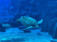 -珠海长隆海洋王国