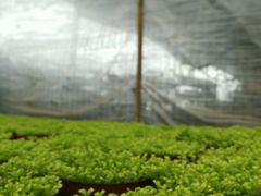 -三圣花乡旅游区