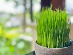 -四季酒店下午茶