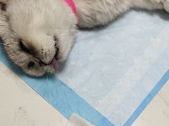-恒幸动物医院·急重症转诊中心·神经内外科·CT核磁