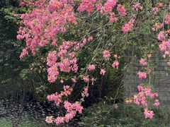 -东莞植物园