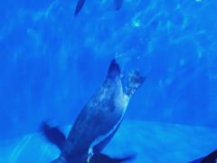 -多彩贵州城极地海洋世界