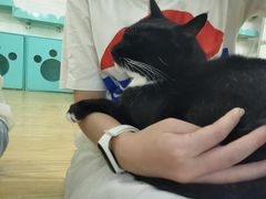 -萌喵宠狗爱心宠咖