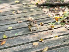 -五营红松林海景区