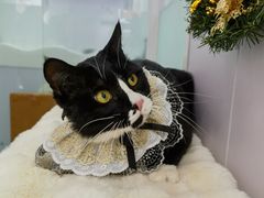 -爱洗澡的猫(望京店)