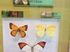 -上海昆虫博物馆