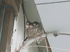 -一乐韩国炸鸡(梅江店)
