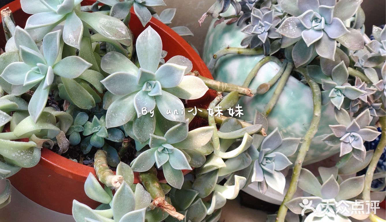 虽然疫情还未结束，但是说好的春天永远不会缺席。