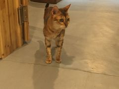 -猫色咖啡·猫咖