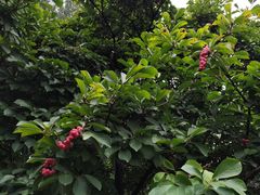-香山公园