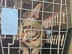 -宠福鑫康馨动物医院·骨科·眼科