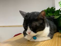 -李小姐の猫咖啡馆(五角场店)