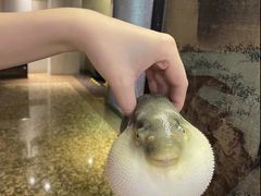 -肆月河豚·淮扬菜·湘菜(华天店)
