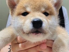 -逗柴咖啡屋·狗咖猫咖宠物桌游