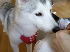 -Husky Go! 哈士奇体验馆·宠物咖啡厅狗咖