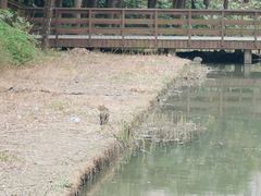 -新江湾城公园