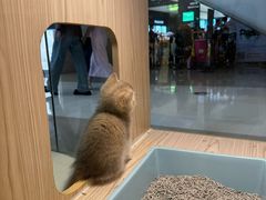 -屋虎猫馆(宝安大仟里店)