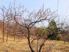 -白水寺森林公园