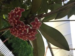 -金马仑薰衣草花园(Cameron Lavender)