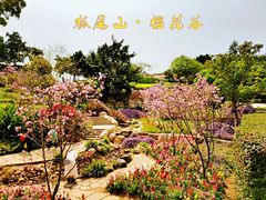 -狐尾山公园