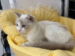 -楼上猫咖(罗湖店)