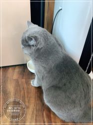 -飛凡TATTOO纹身•原创