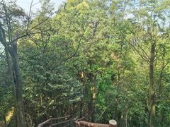 -缙云山景区