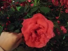 -钱江新城灯光秀