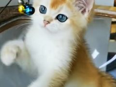 -东方名猫馆·英短金渐层布偶猫舍(环线广场1号楼店)