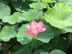 -荷塘月色湿地公园·向阳花洲