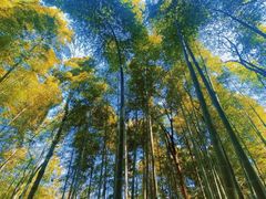 -上海佘山国家森林公园天马山园