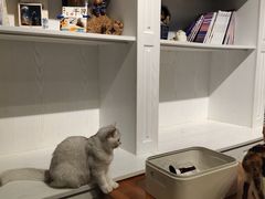 -猫小院猫主题餐厅(三里屯店)