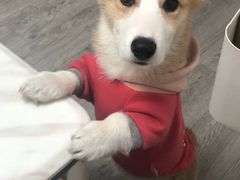 -翊宠yipet猫狗购宠庄园犬舍•猫舍