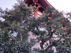 -西安华清御汤酒店