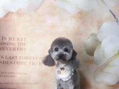 -读宠于你·约克夏比熊·睫角守宫·爬宠售卖(高新店)