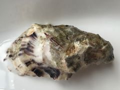 -Oyster Talks 四度蚝法餐厅