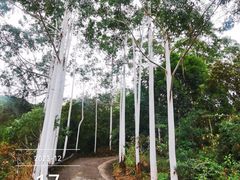 -风云岭森林公园