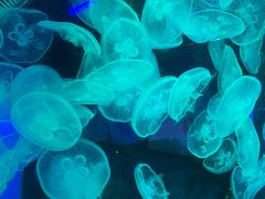 -芜湖新华联大白鲸海洋公园