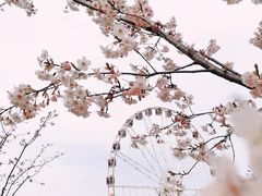 -顾村公园