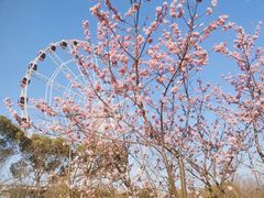 -顾村公园